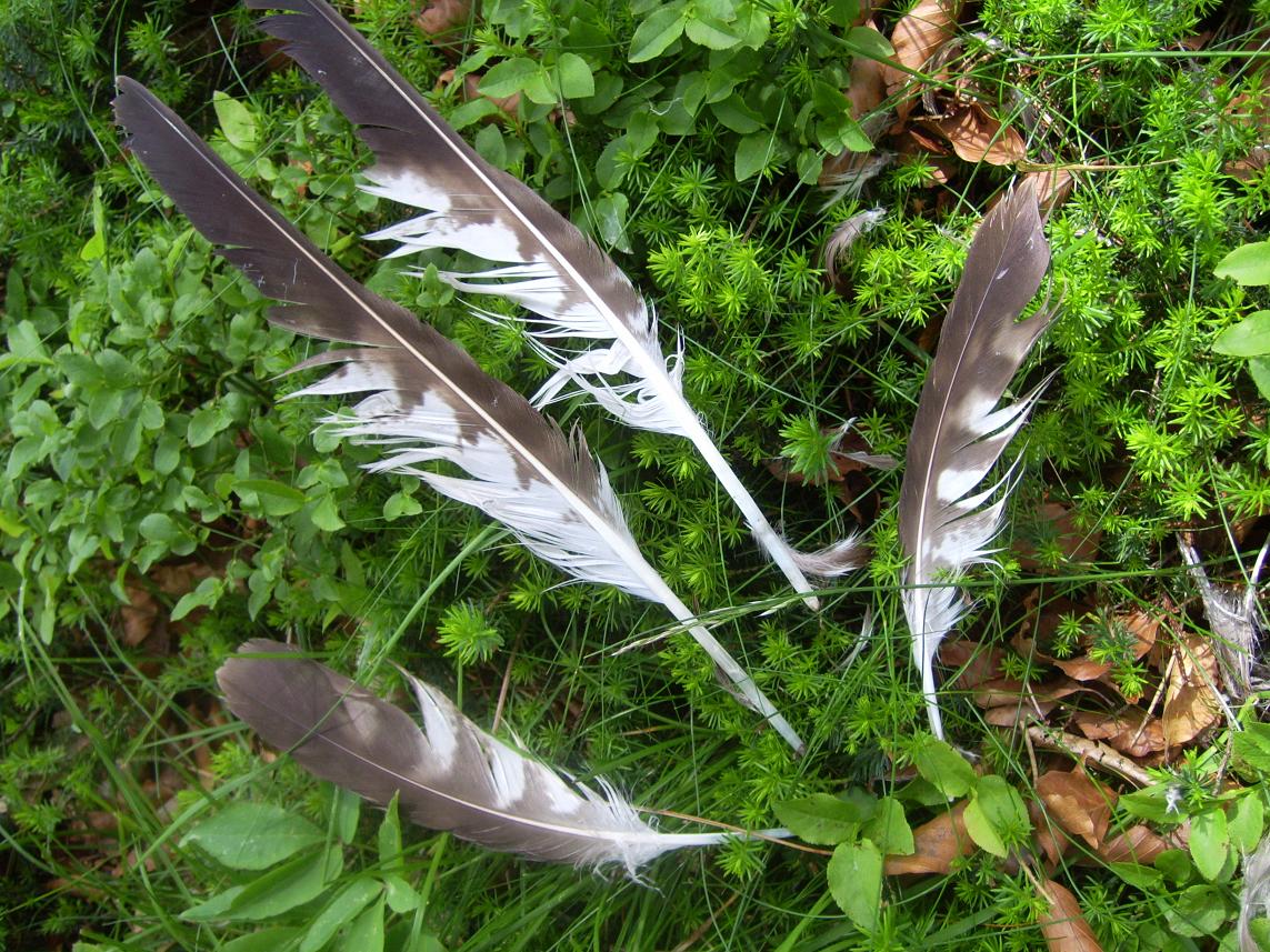 Strana predazione su Poiana (Buteo buteo)